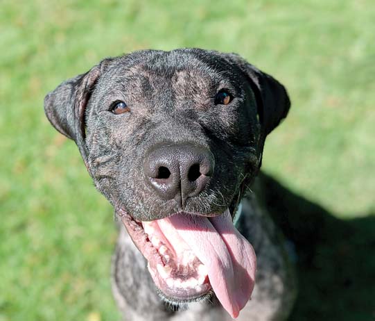 Pet of the Week